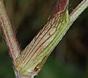 [photo of stipule]