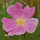 [photo of Smooth Wild Rose]