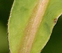 [photo of leaves]