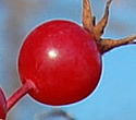 [photo of fruit]