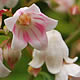 [photo of Spreading Dogbane]
