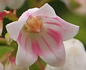 [photo of flowers]