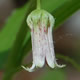 [photo of Rose Twisted-stalk]