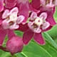 [photo of Swamp Milkweed]