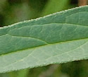 [photo of leaves]