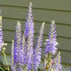 [photo of Long-leaved Speedwell]