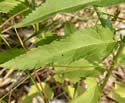 [photo of leaves]