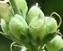 [photo of developing fruit]