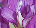[photo of flowers]