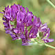 [photo of Alfalfa]