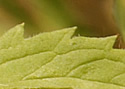 [photo of leaves]