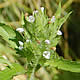[photo of American Dragonhead]