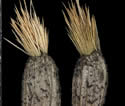 [photo of seeds]