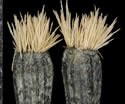 [photo of seed]