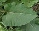 [photo of lower leaves]