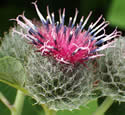 [photo of flower heads]