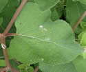 [photo of stem leaves]
