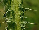 [photo of stems]