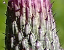 [photo of flower and phyllaries]