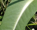 [photo of upper leaves]