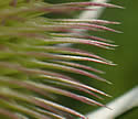 [close-up of floral bracts]