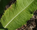 [photo of lower leaves]