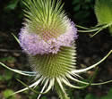 [photo of flower head]