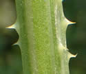 [photo of prickly stem]