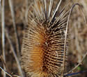 [photo of seed head]