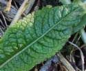 [photo of first year rosette]