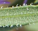 [photo of leaves]