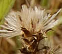 [photo of fruit]