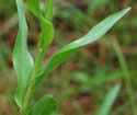 [photo of mid stem leaves]