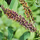 [photo of False Indigo]
