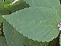 [photo of leaves]