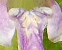 [photo of flowers]