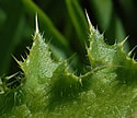 [photo of leaves]