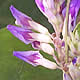[photo of American Hog Peanut]