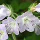 [photo of Appendaged Waterleaf]