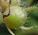 [photo of fruit]