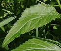 [photo of stem leaves]
