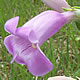[photo of Large Beardtongue]