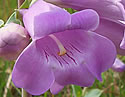 [photo of flowers]