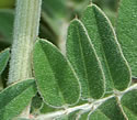 [photo of leaves]