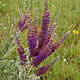 [photo of Lead Plant]
