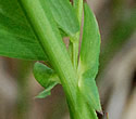 [photo of stipules]