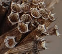 [photo of seed head]