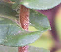 [photo of leaves]