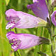 [photo of Obedient Plant]