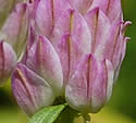 [photo of lower spike where fruit forms]